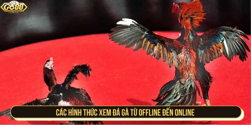Các hình thức xem đá gà từ offline đến online