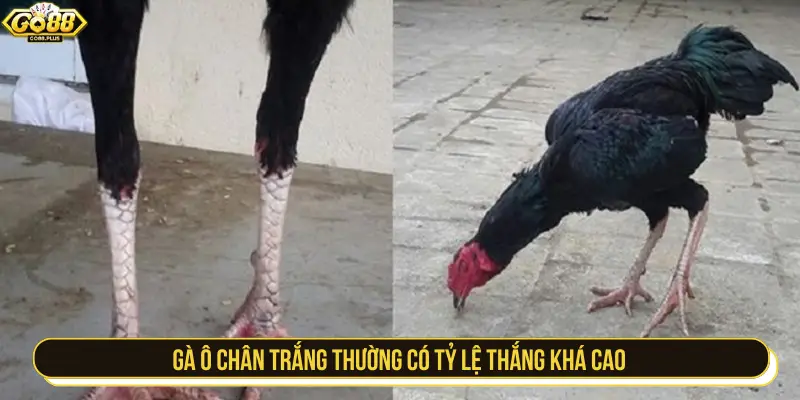 Gà ô chân trắng thường có tỷ lệ thắng khá cao