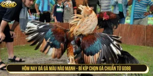 Hôm nay đá gà màu nào mạnh - Bí kíp chọn gà chuẩn từ GO88