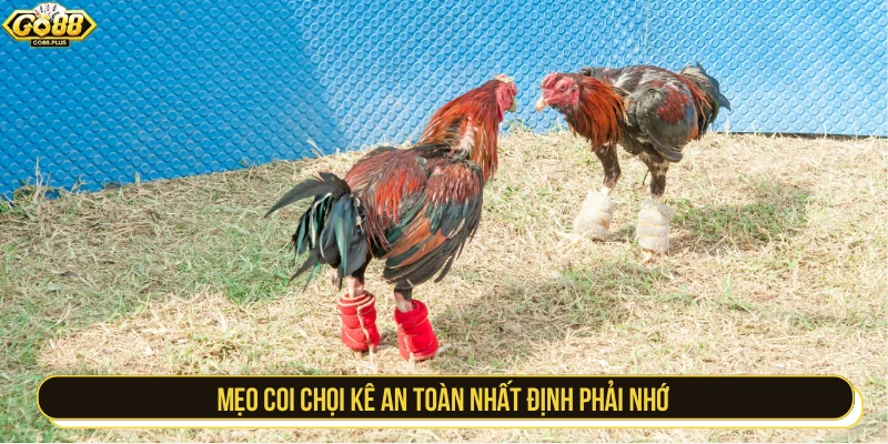 Mẹo coi chọi kê an toàn nhất định phải nhớ