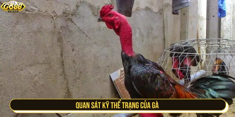 Quan sát kỹ thể trạng của gà