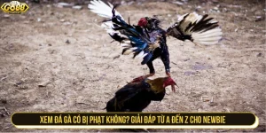 xem đá gà có bị phạt không