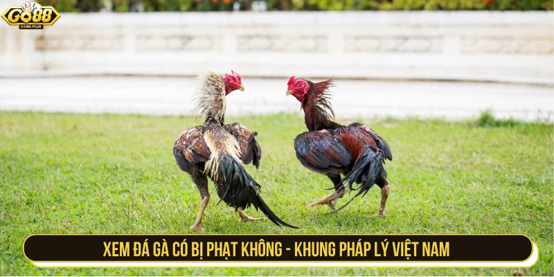 Xem đá gà có bị phạt không - Khung pháp lý Việt Nam